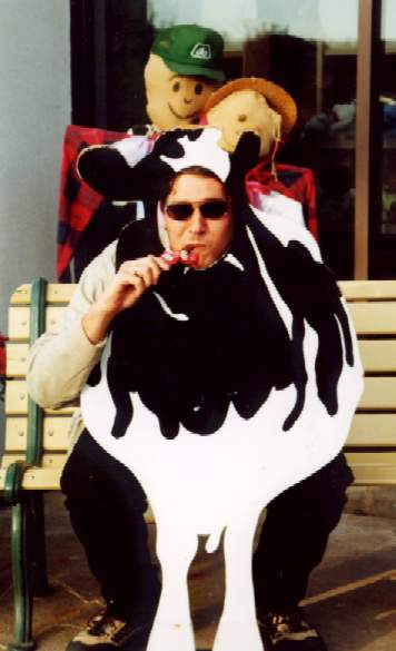 Cow eating beef jerky